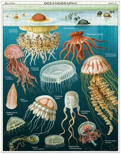  Jellyfish  - 1000-Piece Puzzle